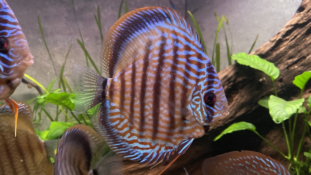 Aquarium Hauptansicht von Diskus