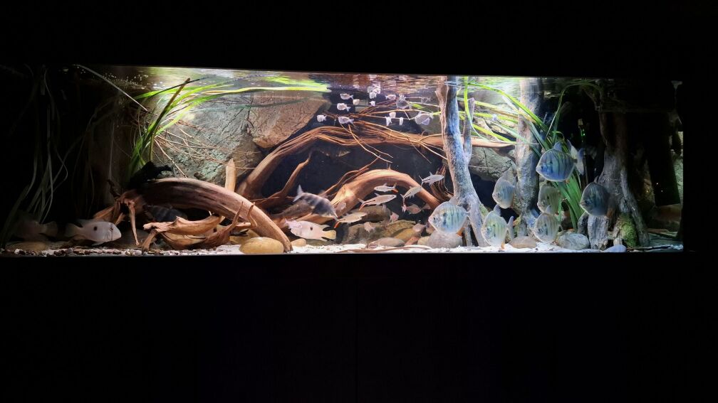 Aquarium Hauptansicht von Amazonas - Wasserwelt