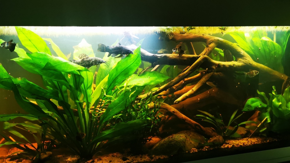 Schwarzwasser Südamerika Biotop
