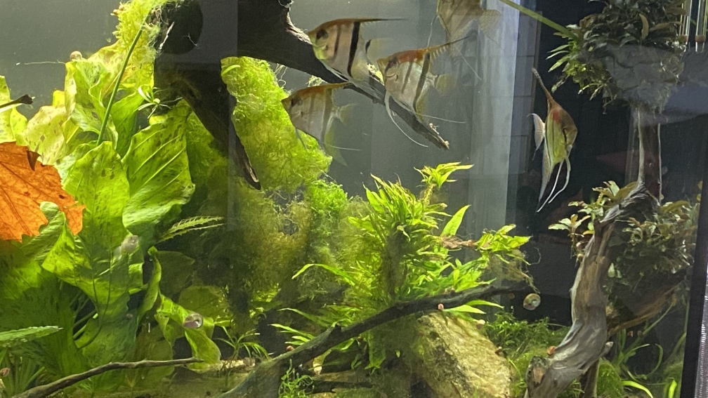 Aquarium Hauptansicht von Juwel Rio 450