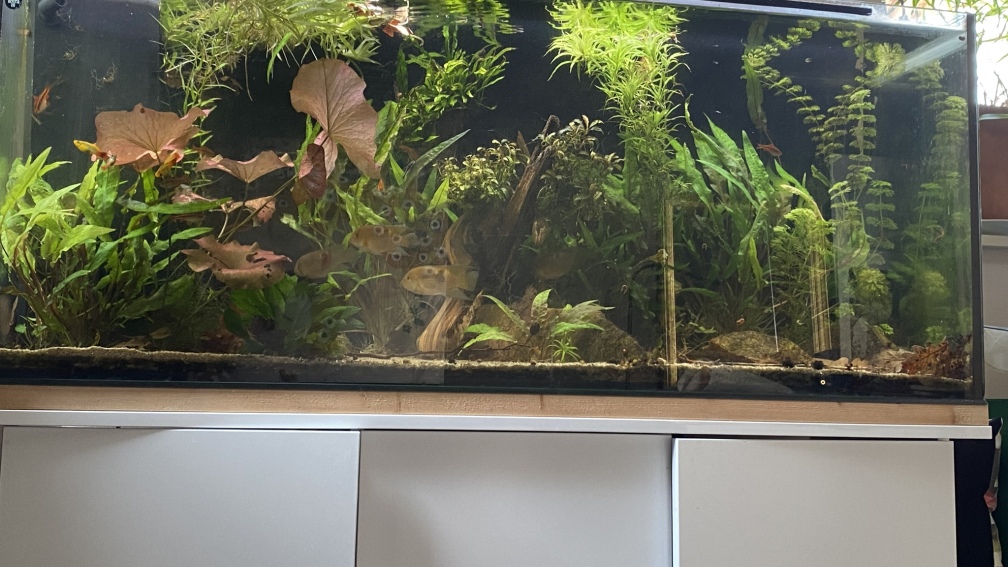 Aquarium Hauptansicht von Maroni-Dschungel