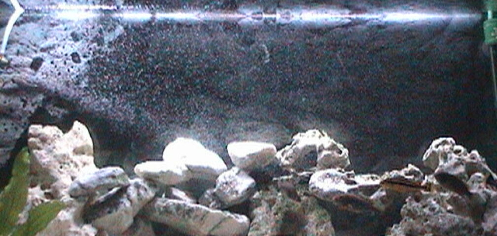 Aquarium Hauptansicht von Becken 445