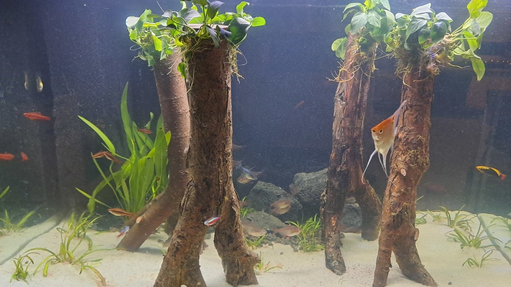 Aquarium Hauptansicht von Waldstück vom Anfänger