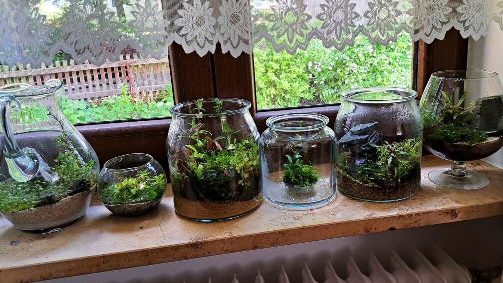 Aquarium Hauptansicht von Plants and Stones-aufgelöst-