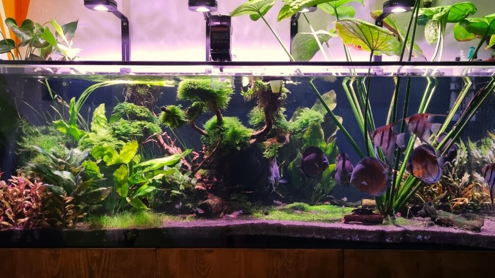 Aquarium Hauptansicht von Brazilian Dream