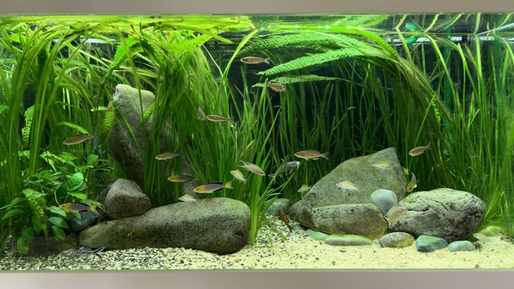 Aquarium Hauptansicht von Becken 44706