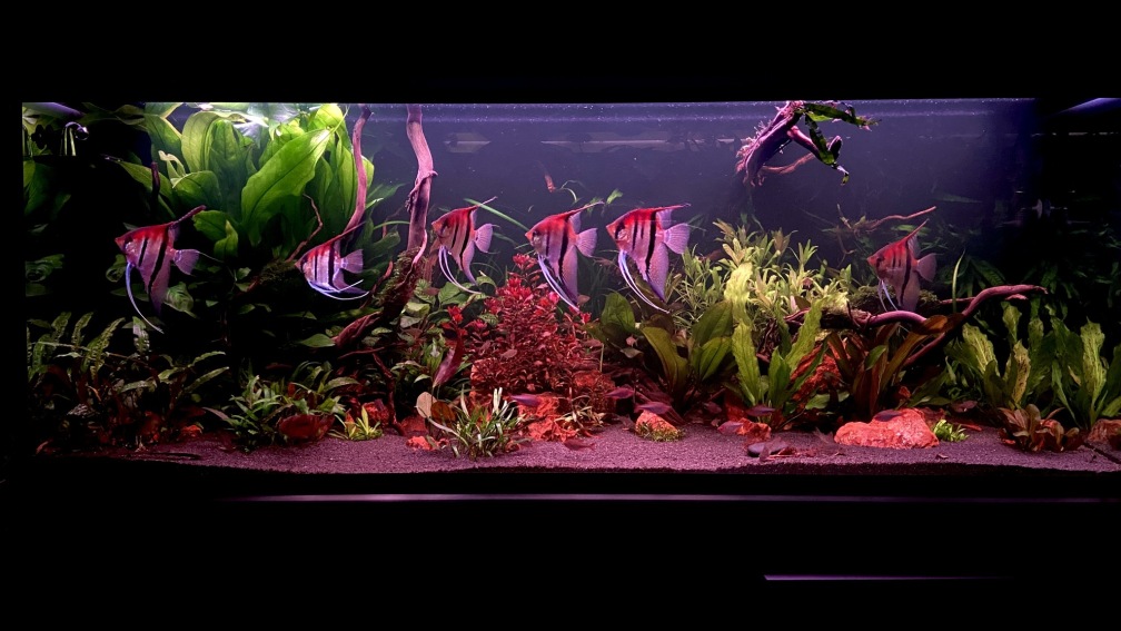 Aquarium Hauptansicht von Südamerika Rio Manacapuru Aquarium