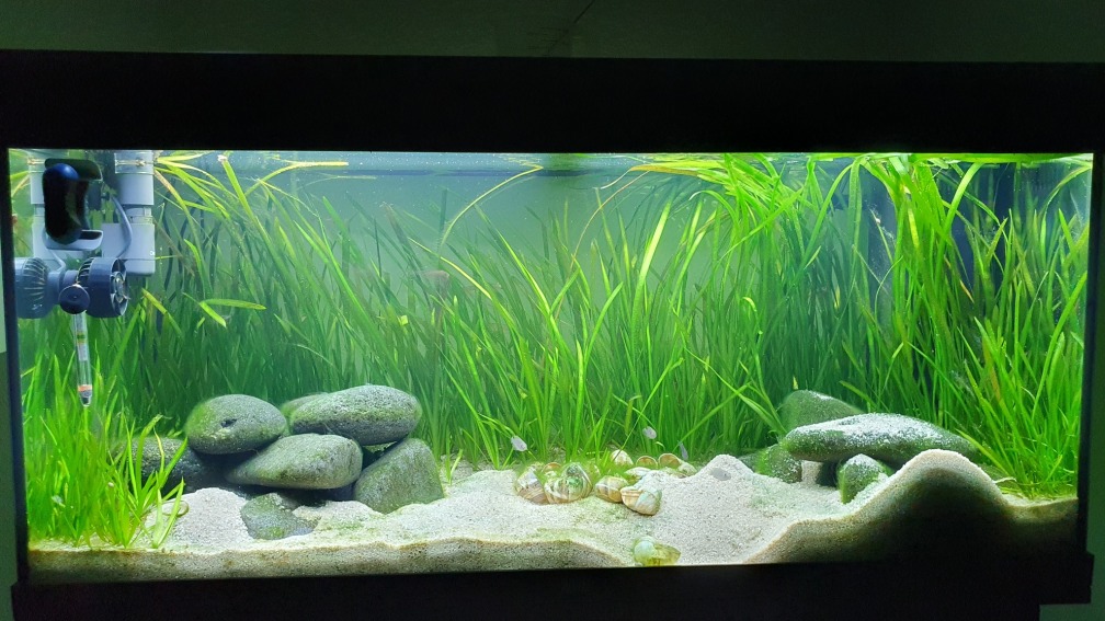 Aquarium Hauptansicht von Tanganjika Biotop