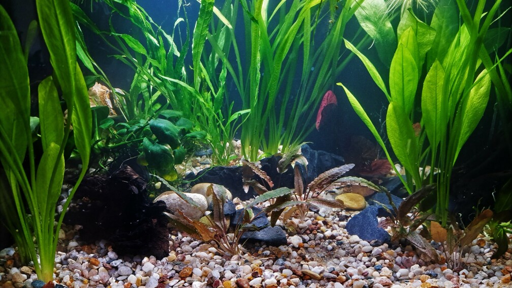 Aquarium Hauptansicht von Little Betta jungle