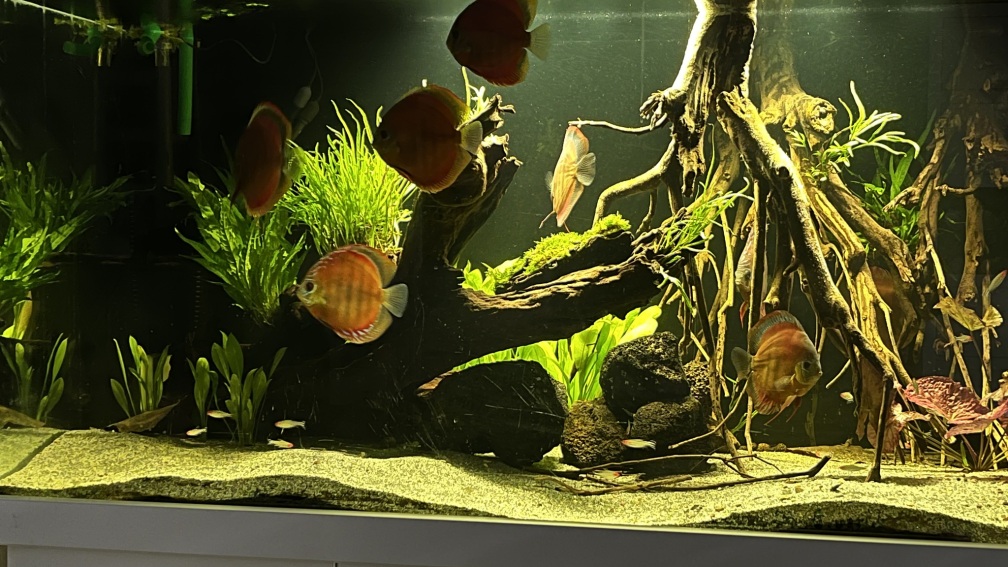 Aquarium Hauptansicht von Diskus