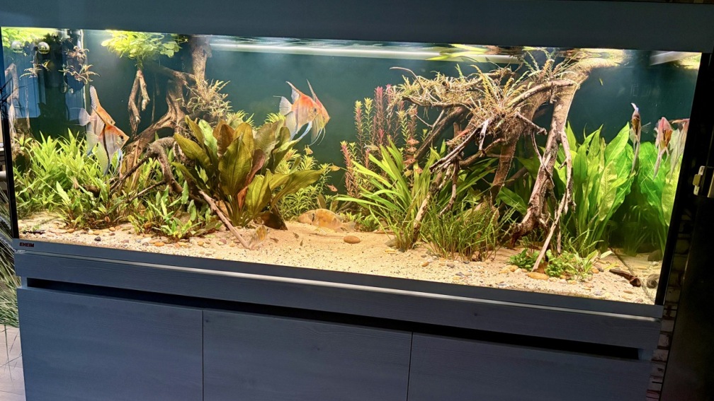 Aquarium Hauptansicht von Südamerika Aquarium Rio Manacapuru Rotrücken 3.0