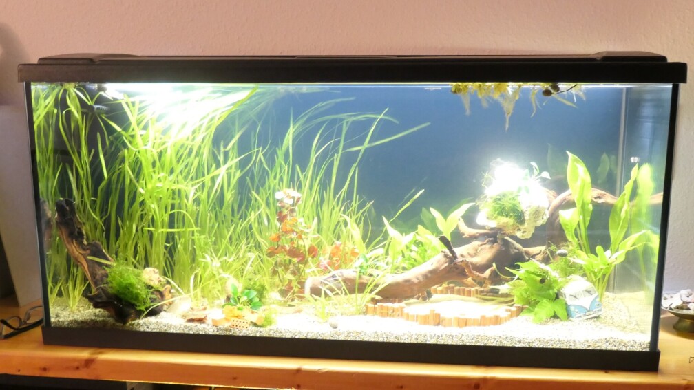 Aquarium Hauptansicht von Niephauser Bachtal