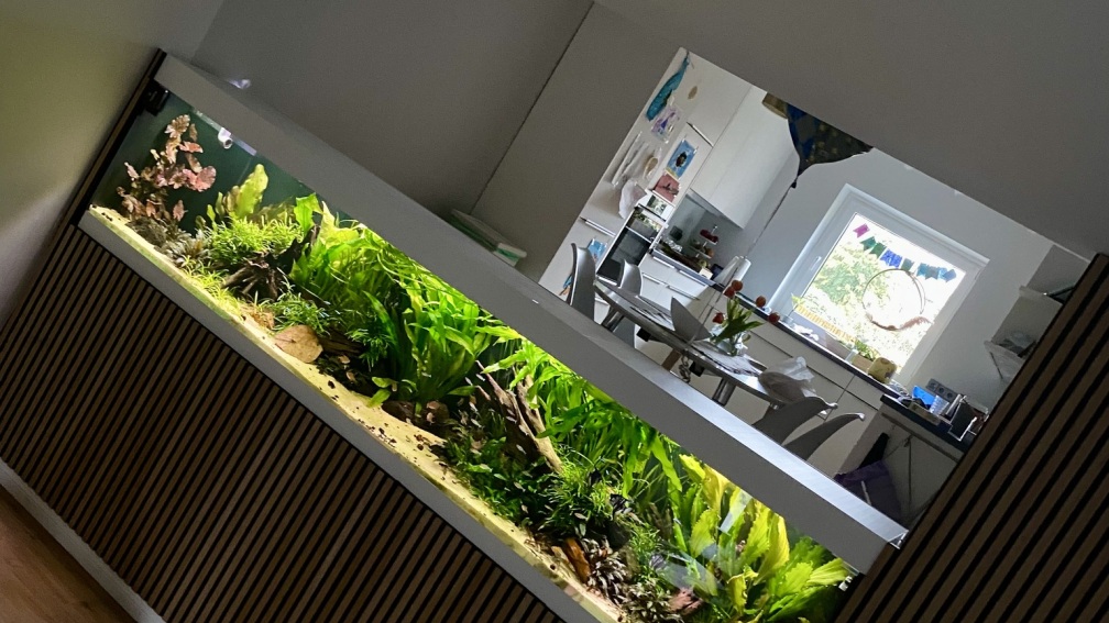 Aquarium Hauptansicht von 875 Liter Südamerika-Gesellschaft