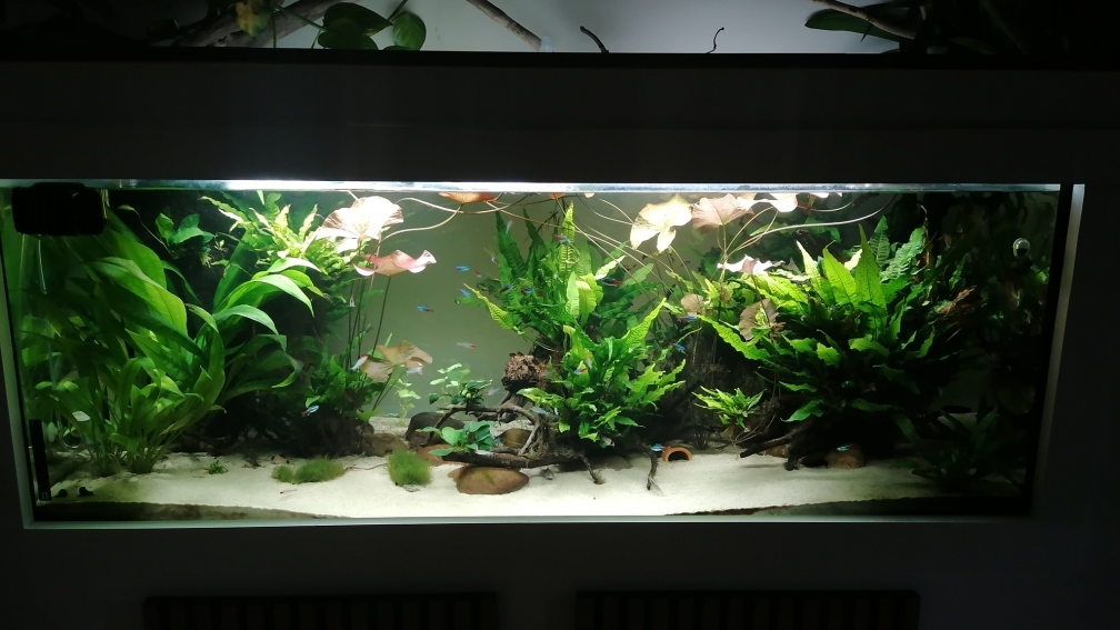 Aquarium Hauptansicht von Feine Gesellschaft aus Südamerika Aquarium Hauptansicht von Feine Gesellschaft aus Südamerika