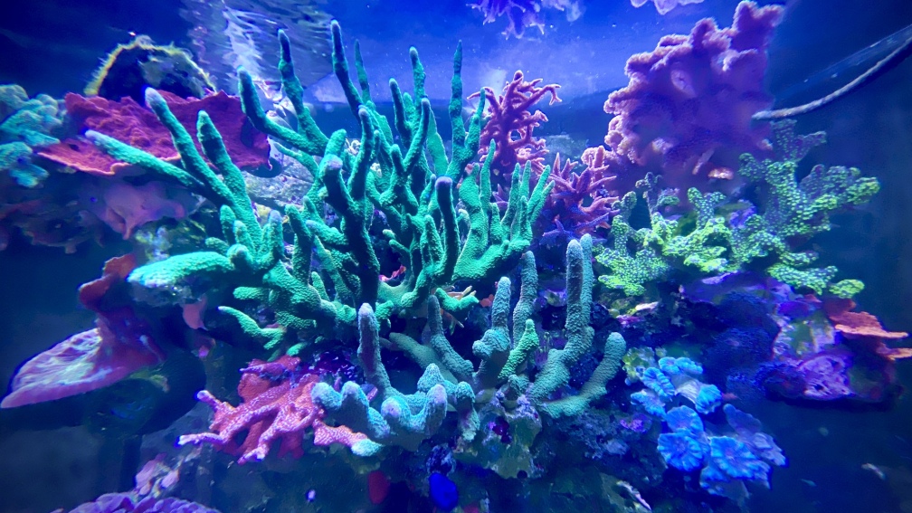 ReefTank 