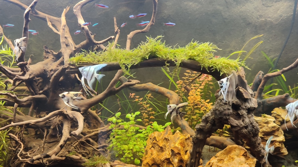 Aquarium Hauptansicht von Amazonas Hoffnung