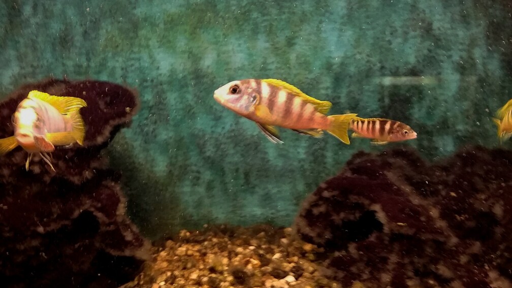 Aquarium Hauptansicht von Felsküste bei Mbamba Island