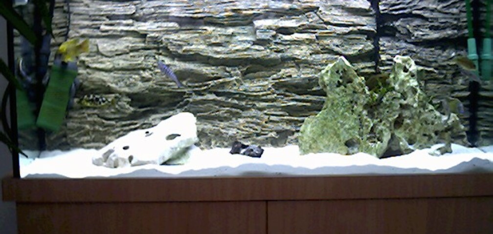 Aquarium Hauptansicht von Becken 45