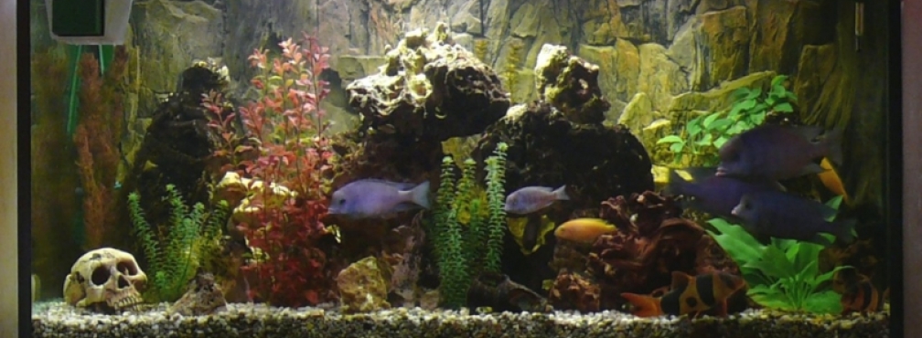 Aquarium Hauptansicht von Becken 4603