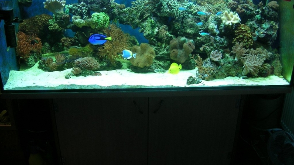 Aquarium Hauptansicht von Becken 4655