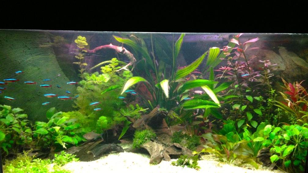 Amazonas in the corner 