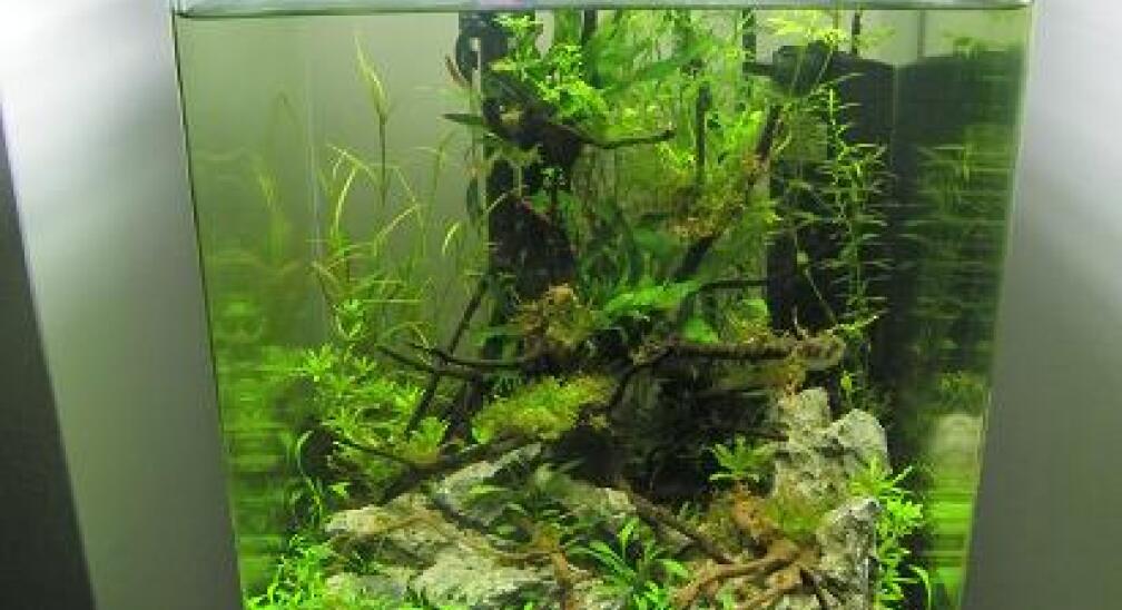 Aquarium Hauptansicht von GreenWave