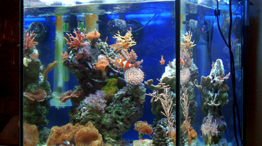 Aquarium Hauptansicht von Becken 4934
