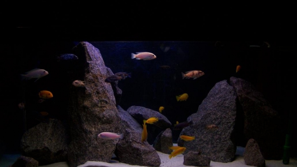 Aquarium Hauptansicht von MBUNAS von 2003 bis 2009