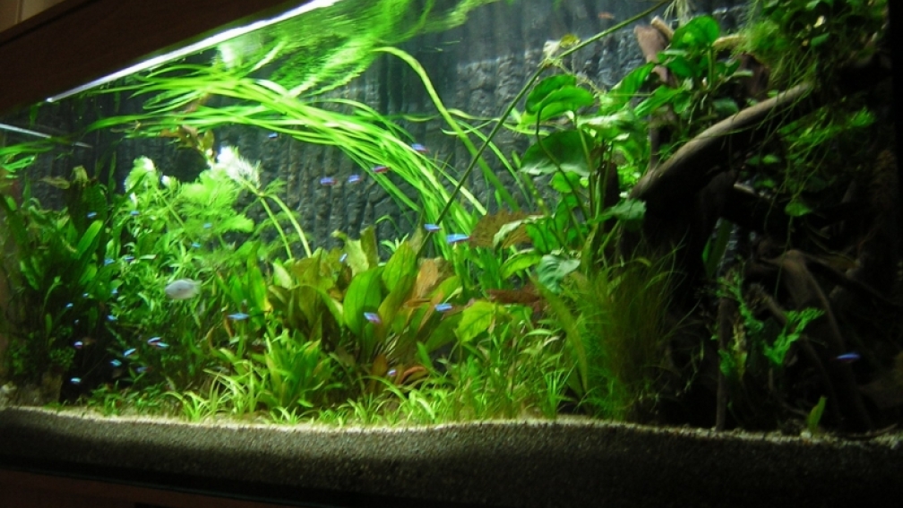 450L Diskus und Gesellschaftsbecken vom 09.07.2009