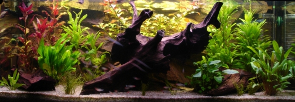 Aquarium Hauptansicht von Wood world (nur noch als Beispiel)