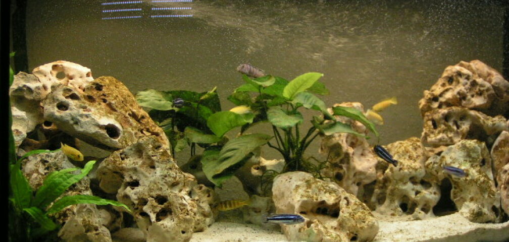 Aquarium Hauptansicht von Becken 594