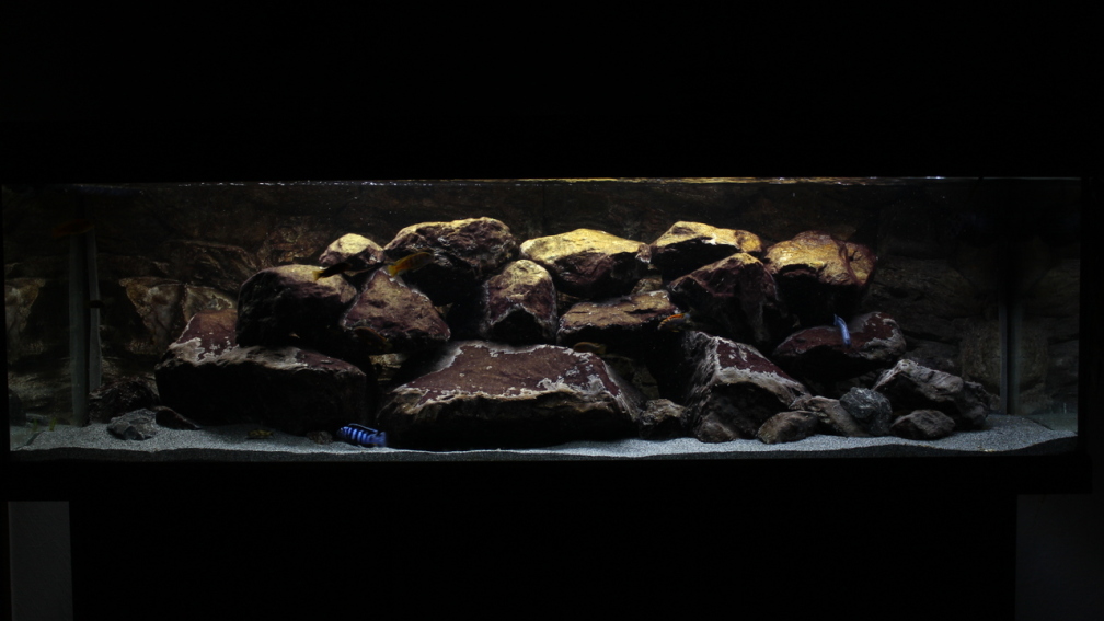 Aquarium Hauptansicht von Malawi