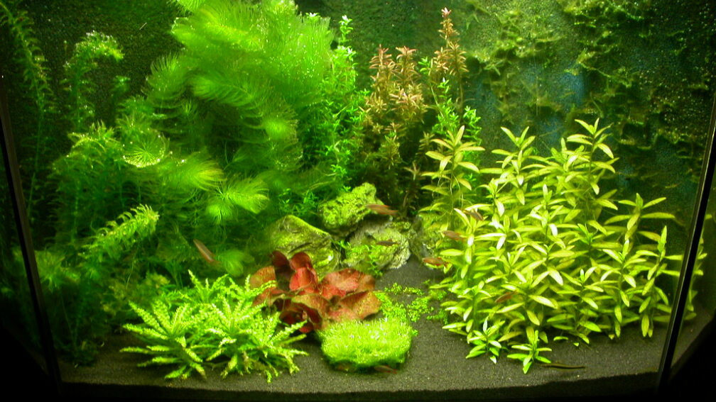 Hauptbild 26.08.2010