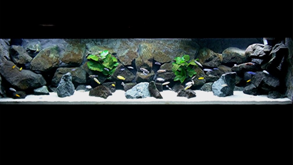 Aquarium Hauptansicht von Bilskirnir