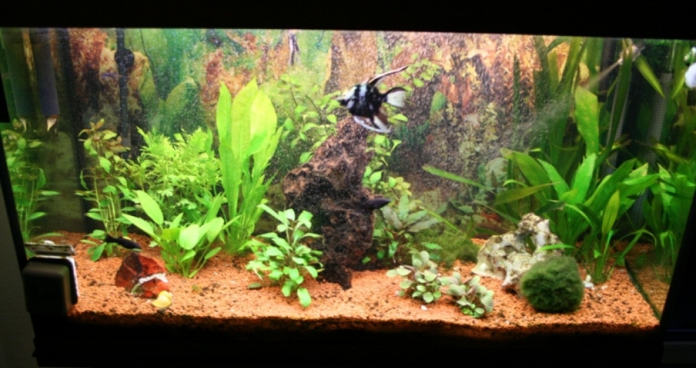 Aquarium Hauptansicht von Bernd`s Pfütze