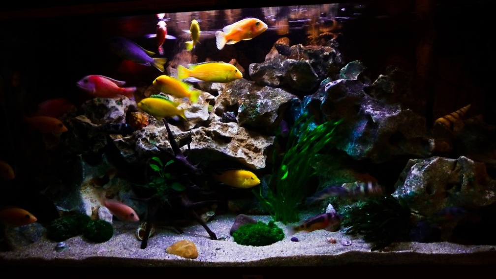 Aquarium Hauptansicht von African sun Aquarium Hauptansicht von African sun