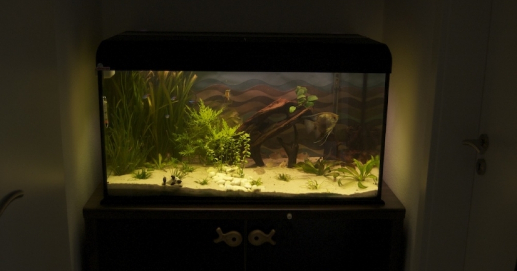 Aquarium Hauptansicht von 250 l Gesellschaft