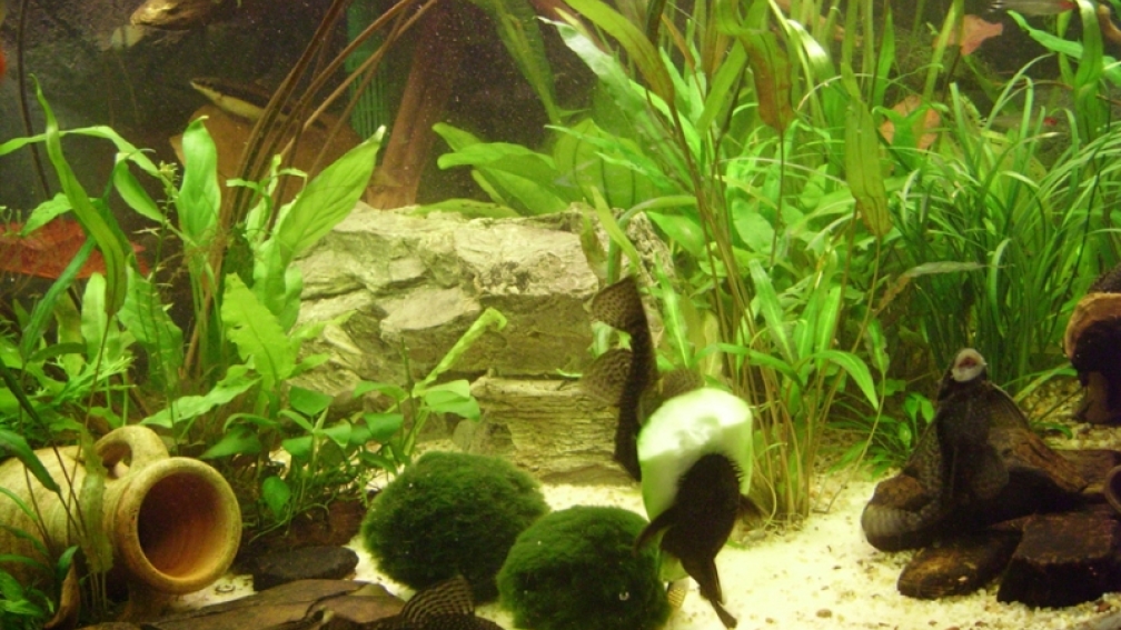 Barben Aquarium Einrichten