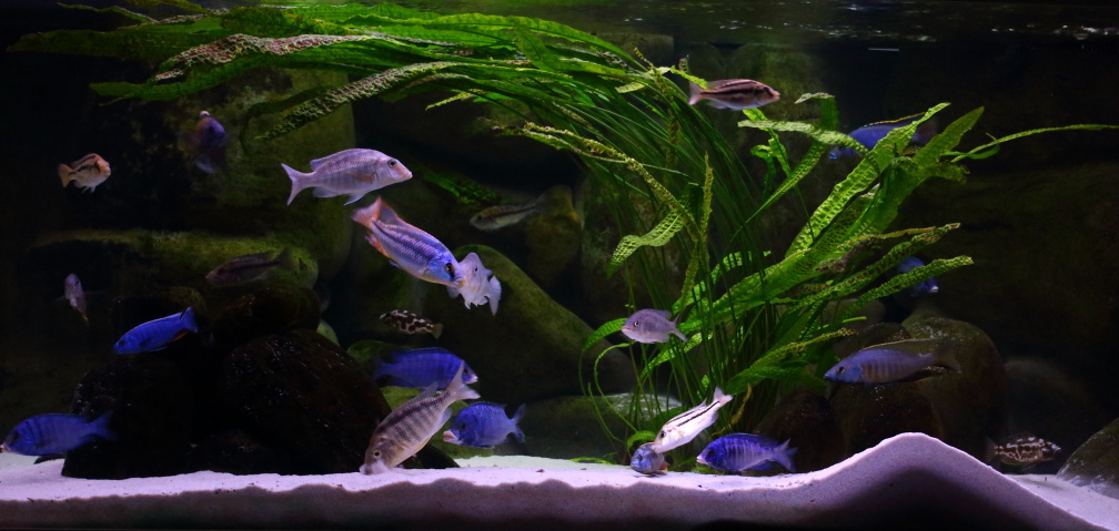 https://www.top-aquariums.com/tamainimage6712.jpg