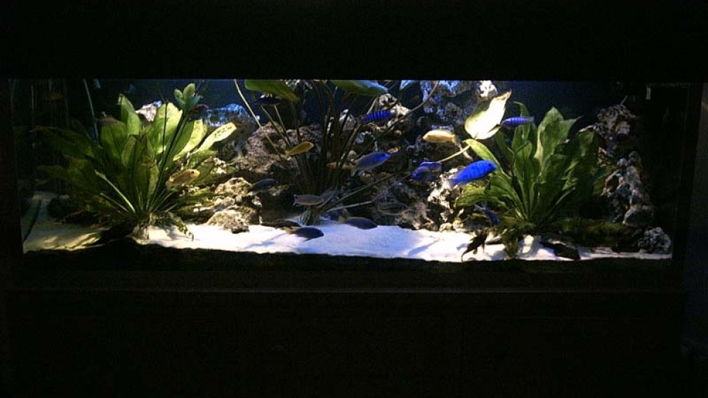 Aquarium Hauptansicht von Becken 679