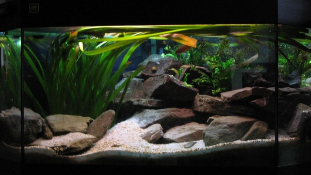 Aquarium Hauptansicht von 160l Tanganjika (Existiert nicht mehr!)