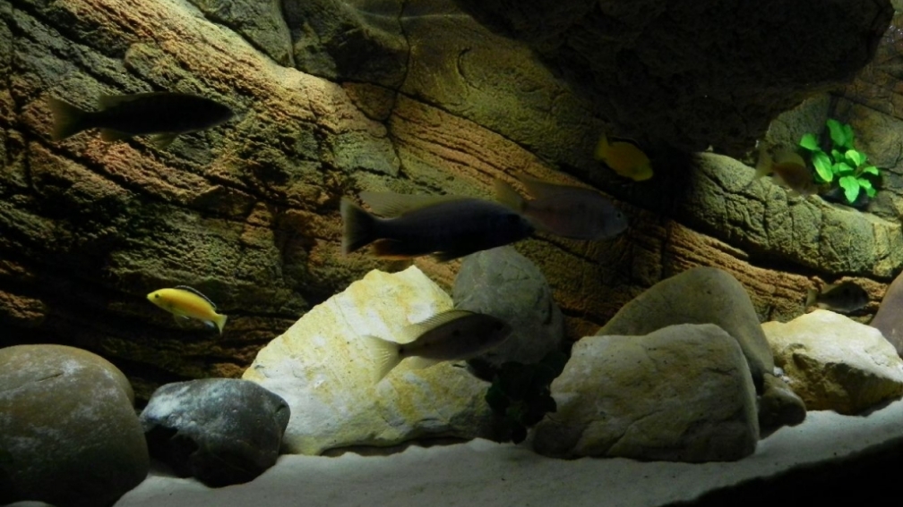 Aquarium Hauptansicht von Zu Verkaufen !!!