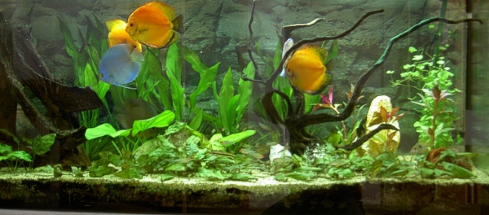 Becken 150x50x60 Südamerika 450l Sept.2007