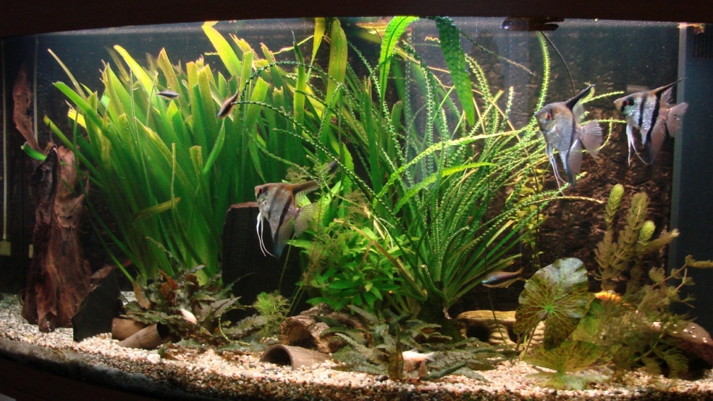 Aquarium Hauptansicht von Gesellschaftsbecken