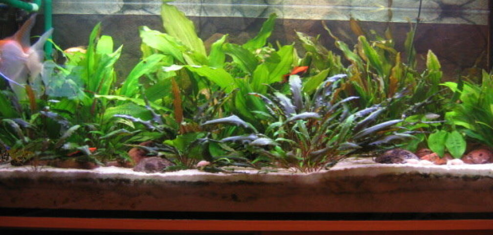 No3 Zu Hoch Im Aquarium