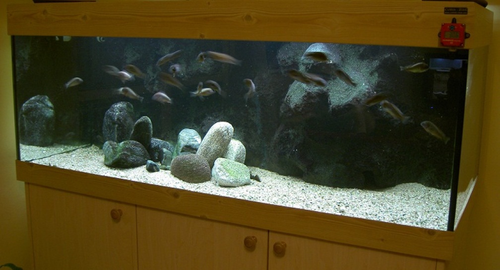 My biotope tank - Tanganyika (TROPHS) from North