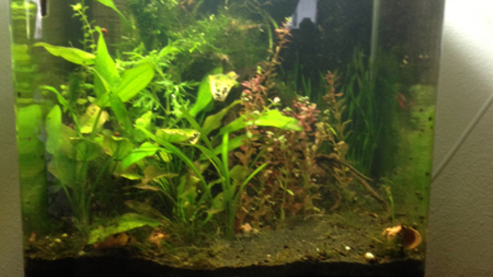 Aquarium Hauptansicht von Nano Cube Dennerle 64l