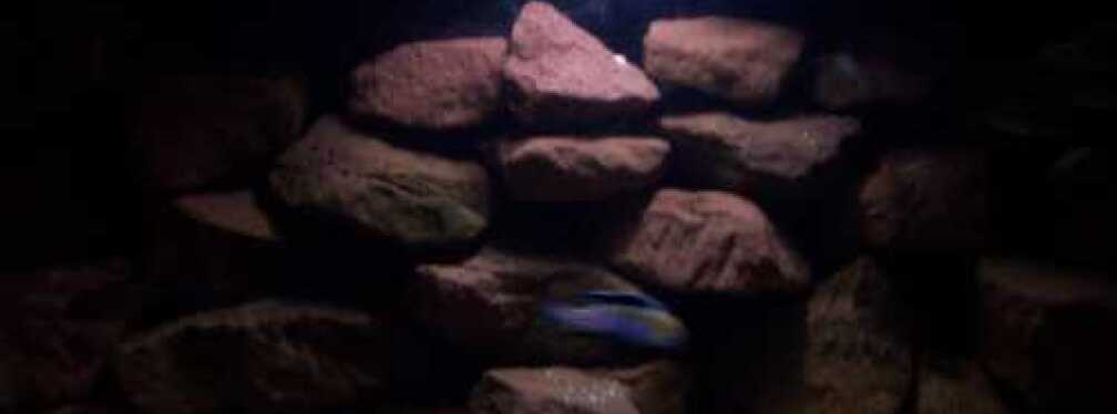 Aquarium Hauptansicht von CAfra Artenbecken