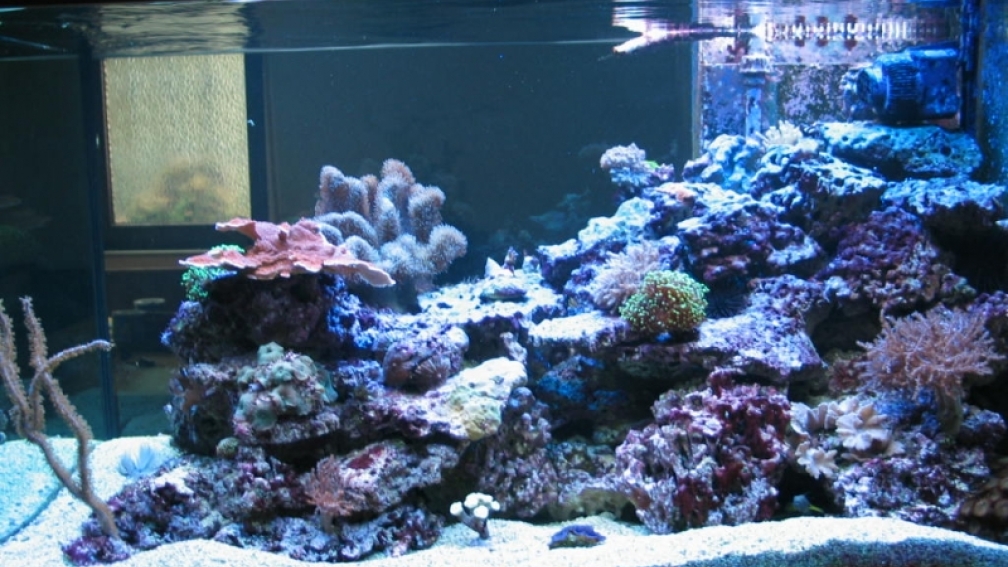 Aquarium steht seit Februar 2007 und ist als Raumteiler gestaltet.