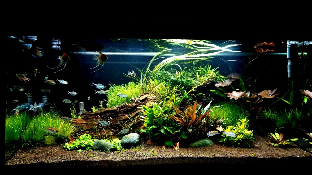Aquarium Hauptansicht von Wild Nature 2.0